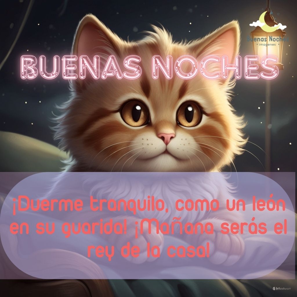 Imagenes de buenas noches con gatos 38