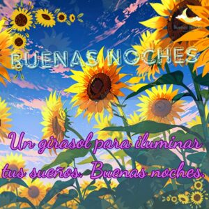 imagenes de buenas noches con girasoles 12